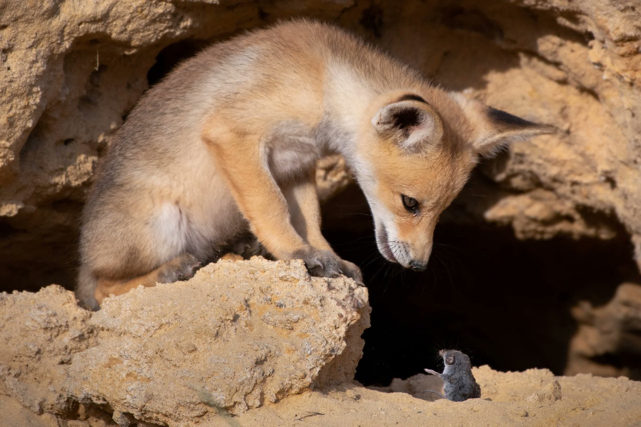 Un cachorro de zorro rojo y una pequeña musaraña manteniendo lo que parece una conversación muy seria