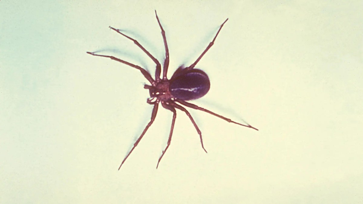 Una araña