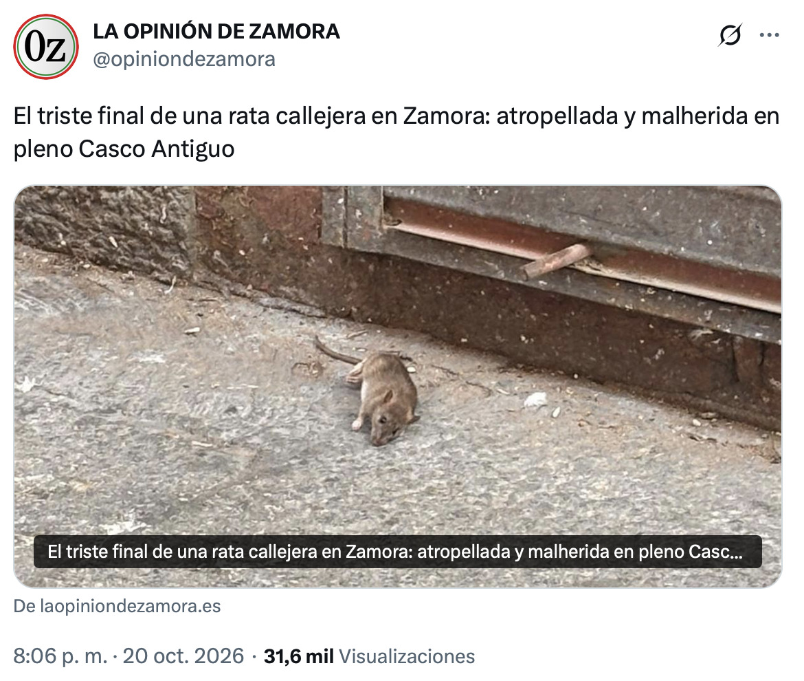El triste final de una rata callejera en Zamora
